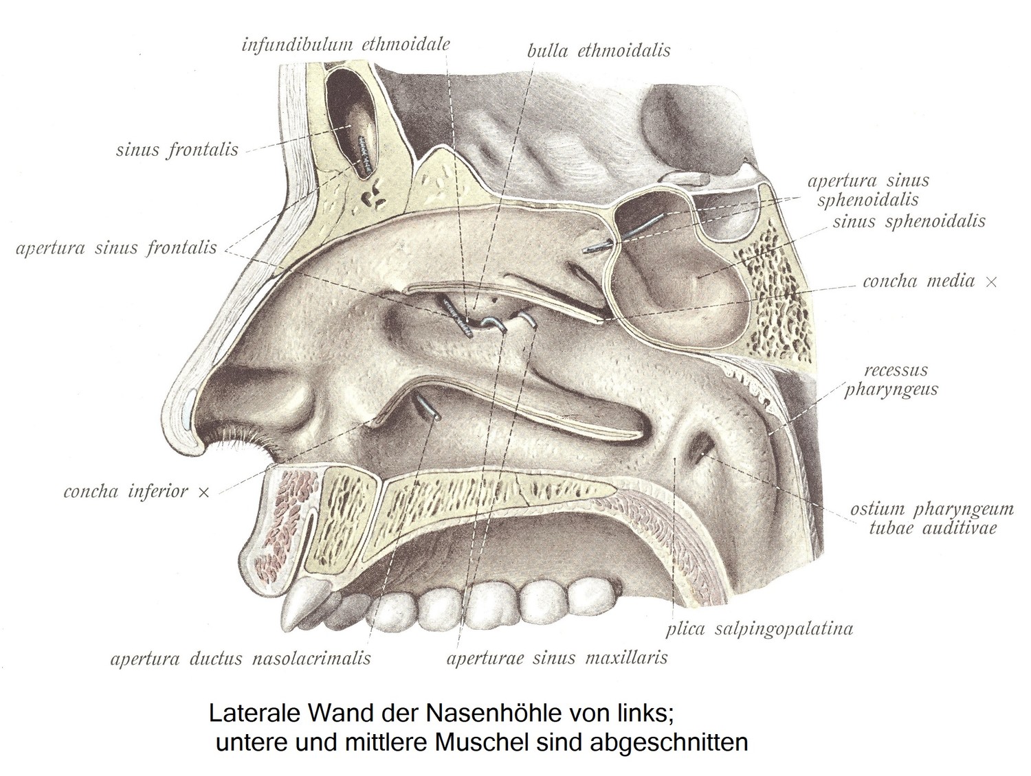 Латеральная стенка полости носа слева; нижняя и средняя раковина срезаны.