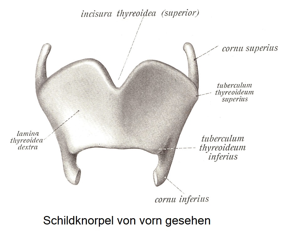 Die Kehlkopfsknorpel, cartilagines laryngis