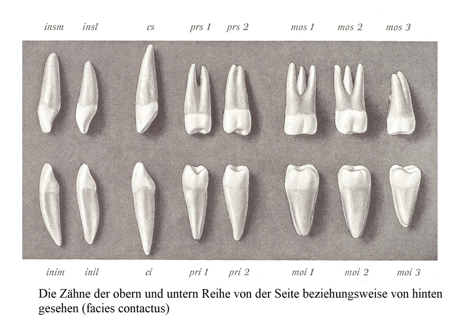 Зубы верхнего и нижнего рядов при осмотре соответственно сбоку и сзади (facies contactus).