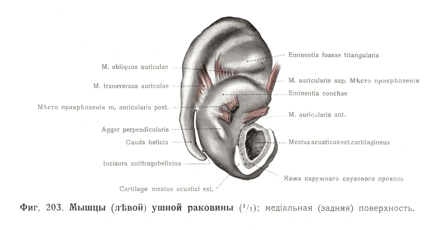 Мышцы левой ушной раковины