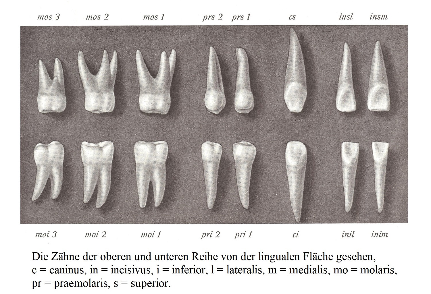 Зубы верхнего и нижнего ряда, вид с язычной поверхности, c = caninus, in = incisivus, i = inferior, l = lateralis, m = medialis, mo = molaris, pr = praemolaris, s = superior.
