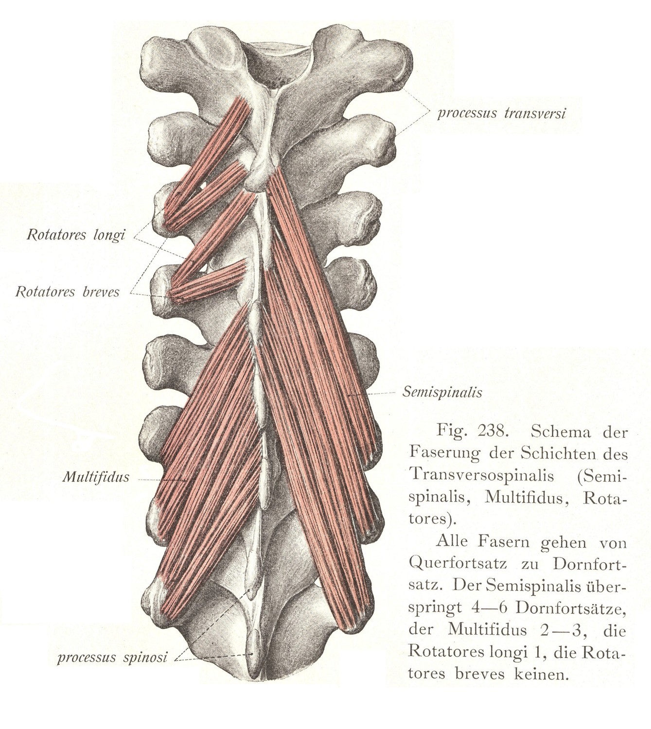 Tiefe Schicht der langen Rückenmuskeln, Transversospinalis