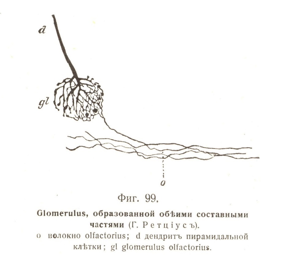 Glomerulus, образованной обѣими составными частями 
