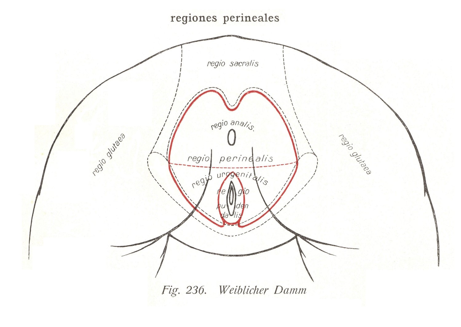 Regiones perineales - Weiblicher Damm