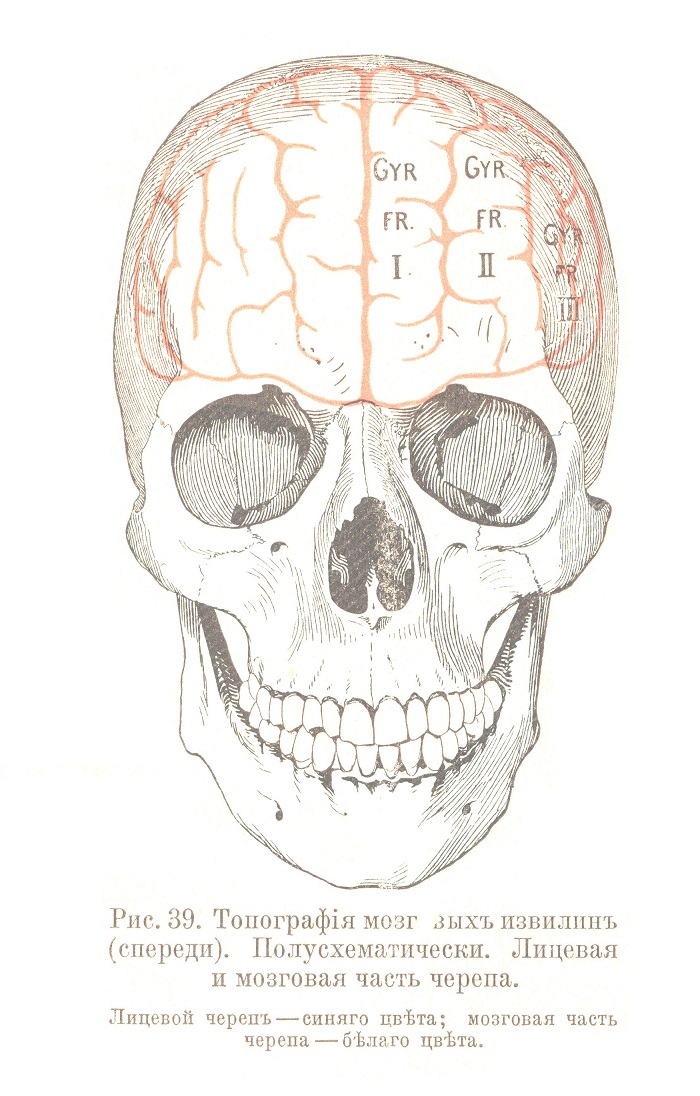 Топографія мозговыхъ извилинъ (спереди). Полусхематически. Лицевая и мозговая часть черепа.