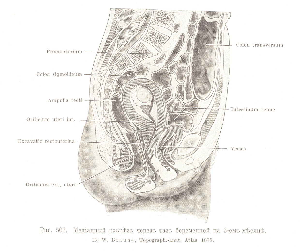 Медіанный разрѣзъ черезъ тазъ беременной на 3-емъ мѣсяцѣ.