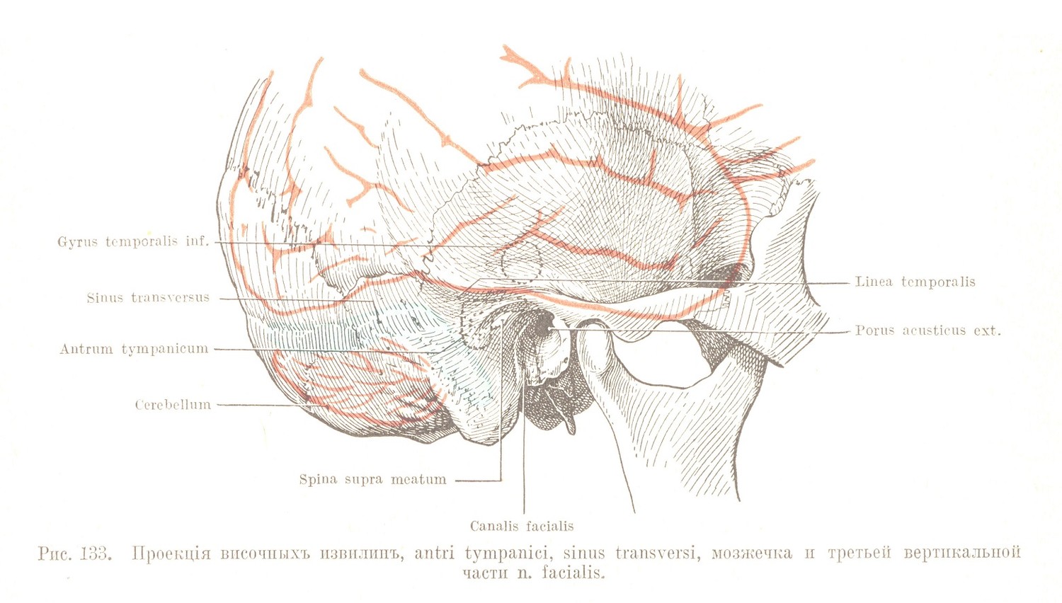 Проекція височныхъ извилинъ, antri tympanici, sinus transversi, мозжечка и третьей вертикальной части n. facialis.