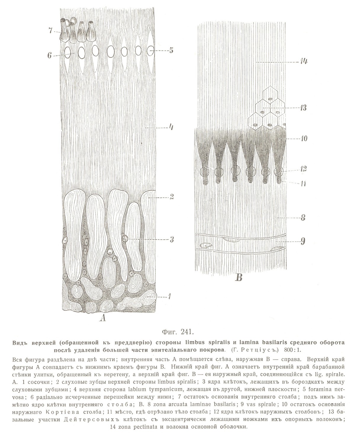 Видъ верхней (обращенной къ преддверію) стороны limbus spiralis и lamina basilaris средняго оборота послѣ удаленія большей части эпителіальнаго покрова