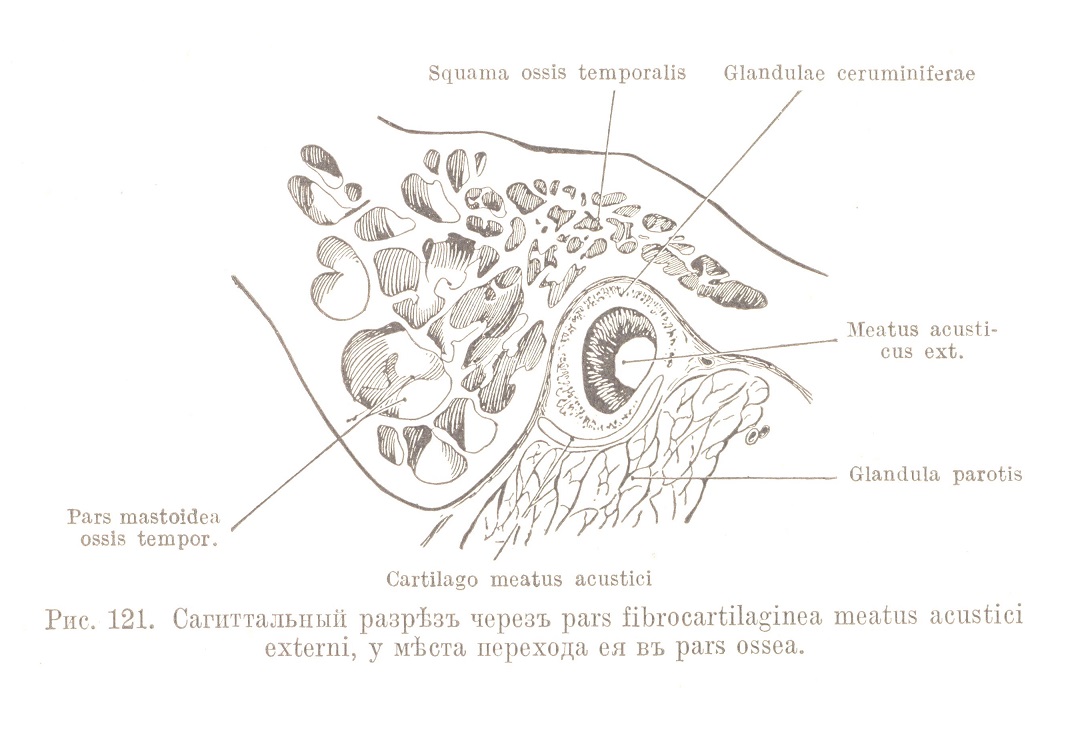 Сагиттальный разрѣзъ черезъ pars fibrocartilaginea meatus acustici externi, у мѣста перехода ея въ pars ossea.