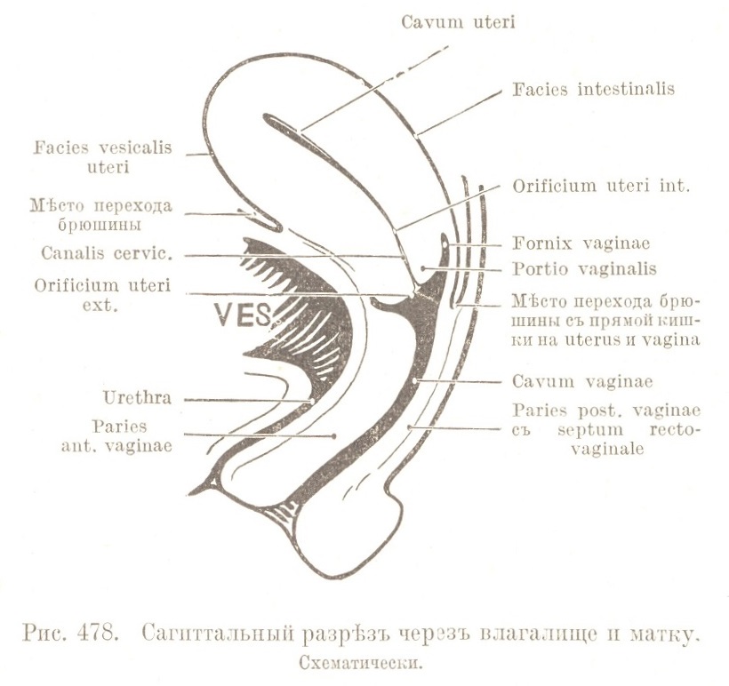 Матка (uterus) и влагалище (vagina), яичники и маточная труба (tuba uterina)