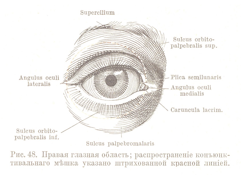 Правая глазная область; распространеніе конъюнктивальнаго мѣшка указано штрихованной красной линіей.