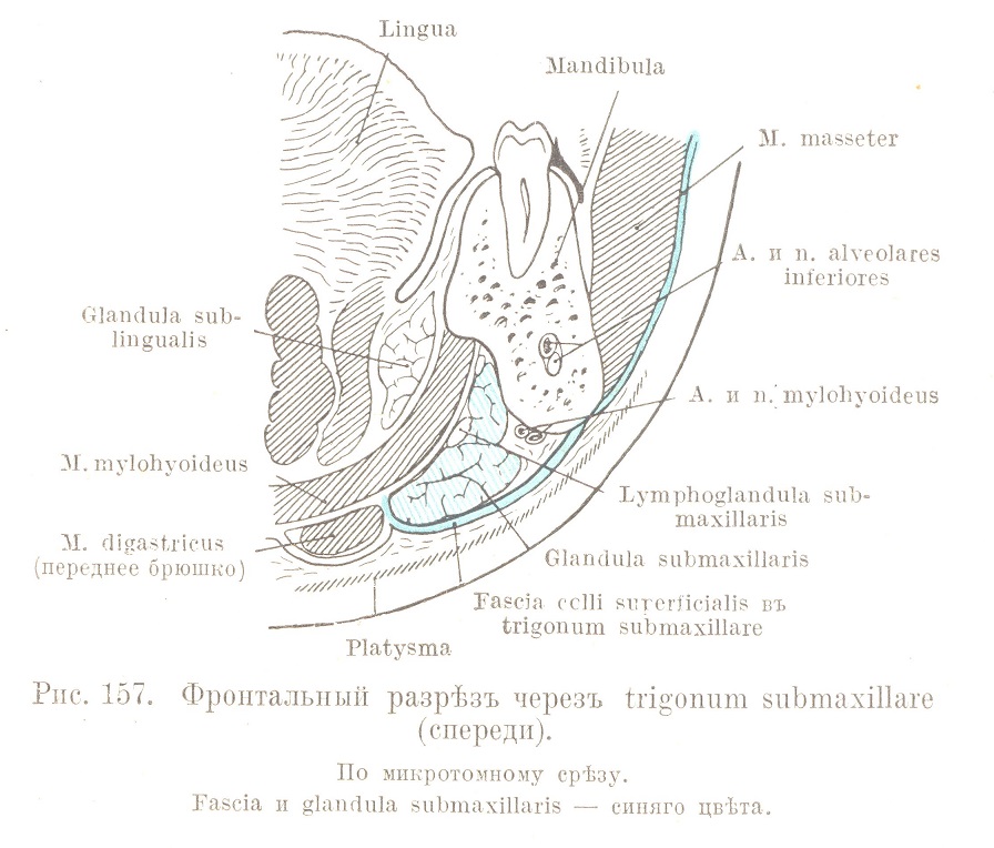 Фронтальный разрѣзъ черезъ trigonum submaxillare (спереди).