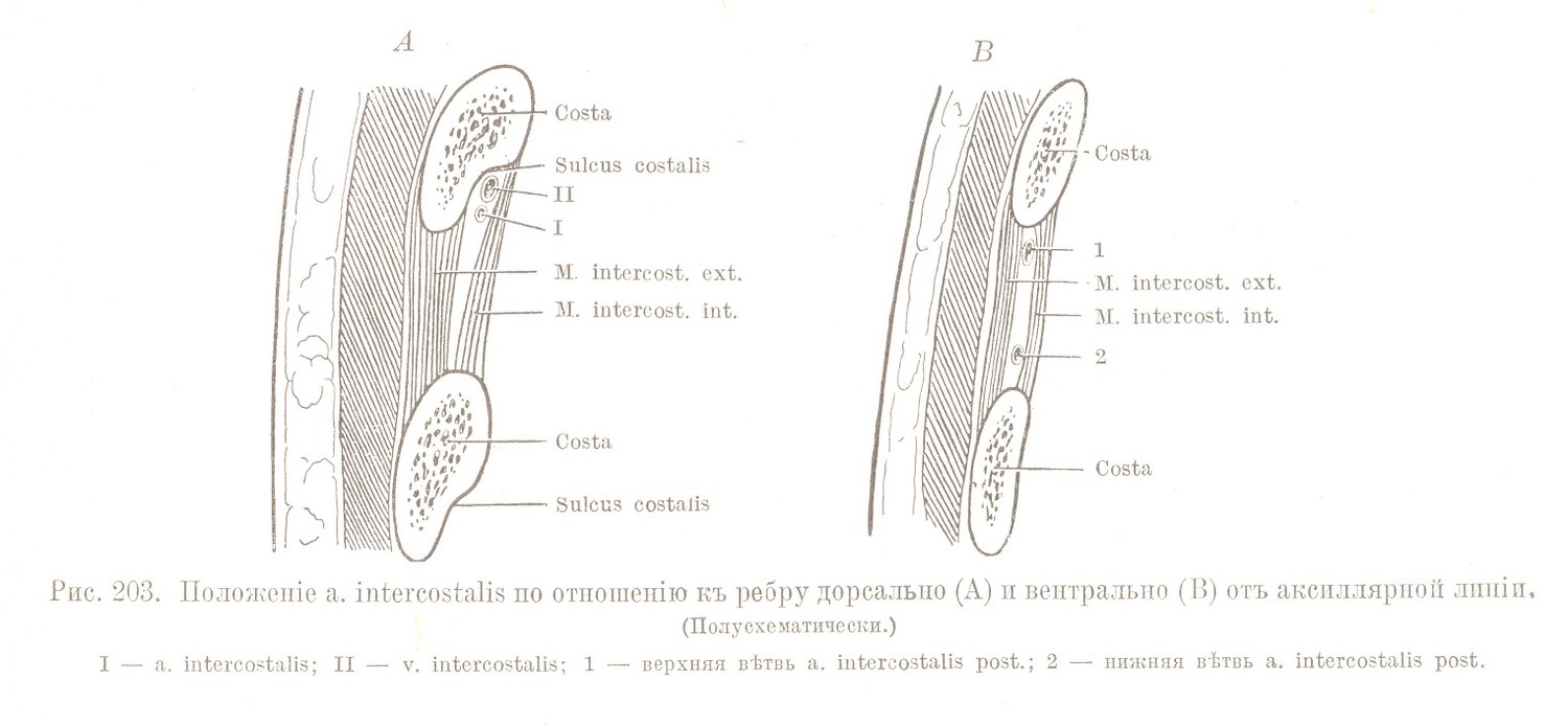 Положеніе а. intercostalis по отношенію къ ребру дорсалыю (А) и вентрально (В) отъ акеиллярной линіи.