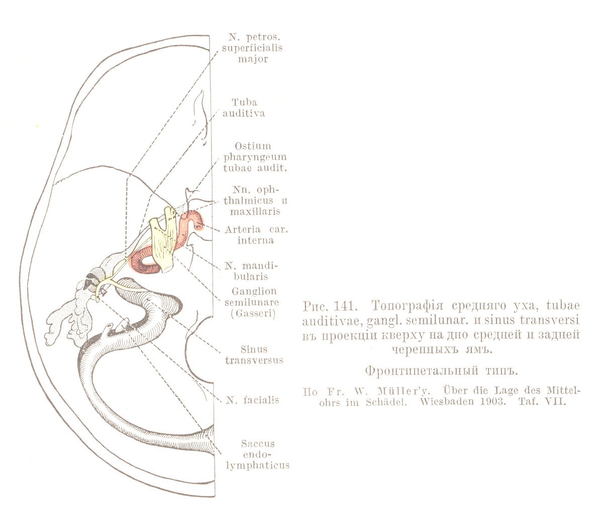Топографія средняго уха, tubae auditivae, gang! semilunar, и sinus transversi въ проекціи кверху на дно средней н задней черепныхъ ямъ.