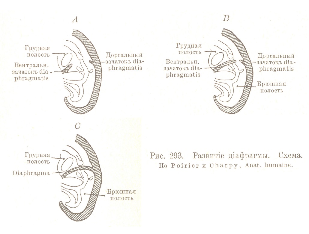 Верхняя стѣнка брюшного пространства — грудобрюшная преграда (diaphragma)