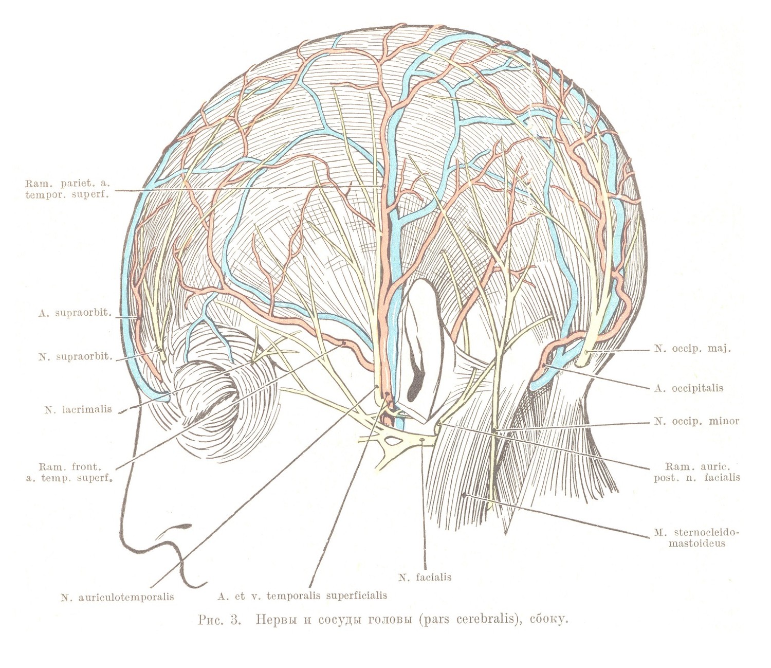 Нервы и сосуды головы (pars cerebralis), сбоку.