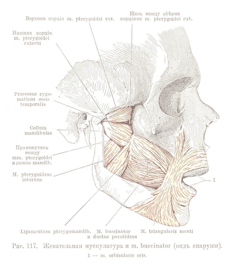 Жевательная мускулатура и m. buccinator (видъ снаружи).
