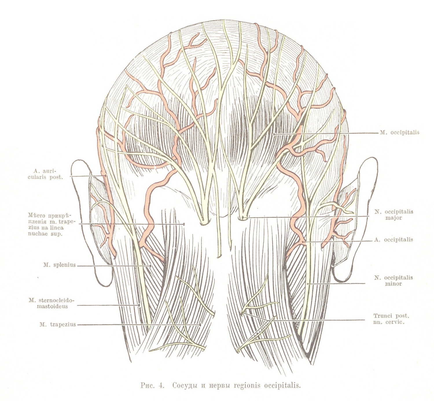 Сосуды и нервы regionis occipitalis