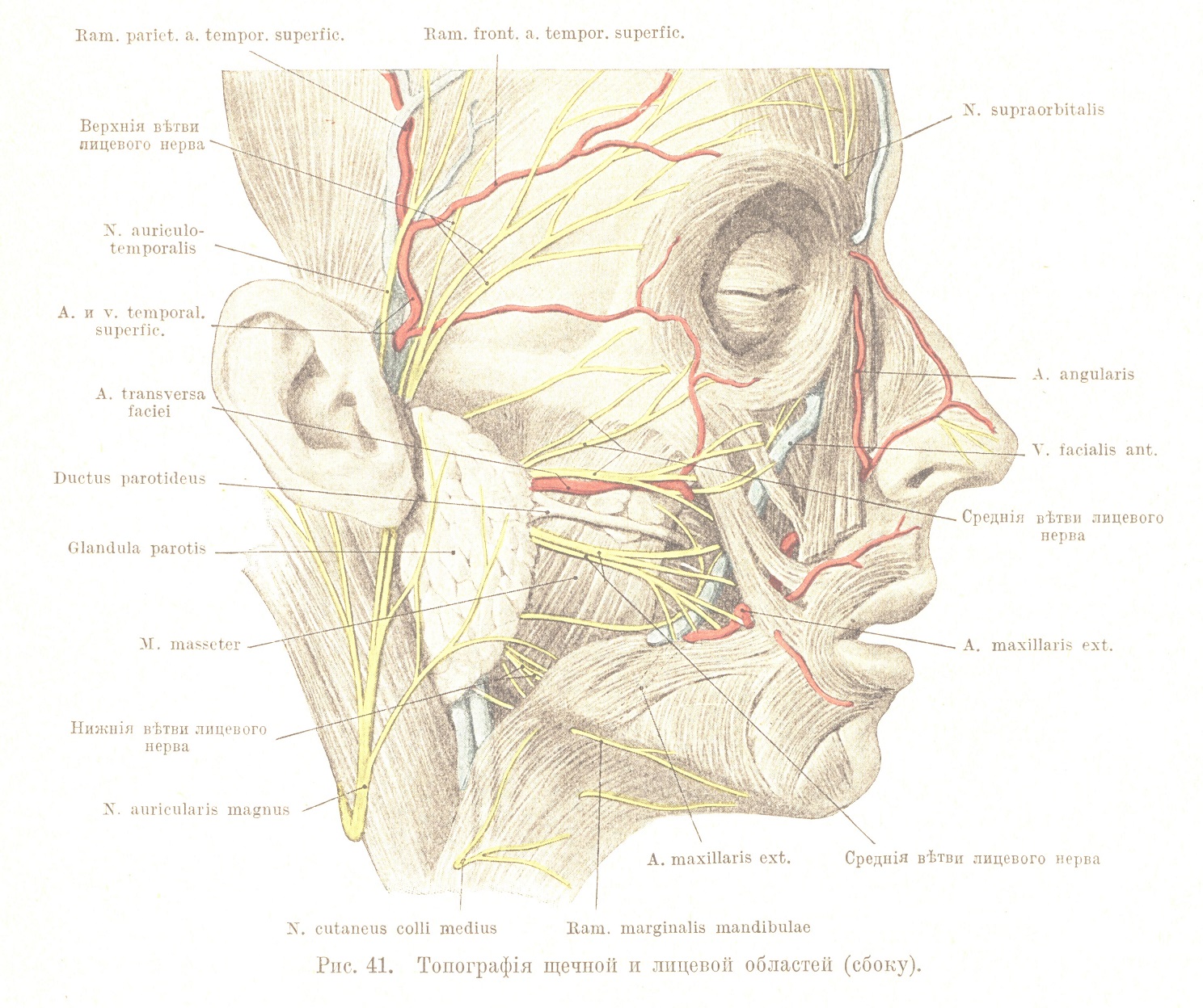 Топографія щечной и лицевой областей (сбоку)