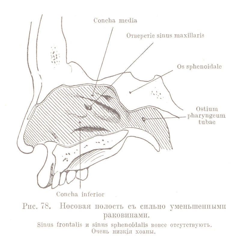Носовая полость съ сильно уменьшенными раковинами. Sinus frontalis и sinus sphenoidalis вовсе отсутствуютъ. Очень низкія хоаны.