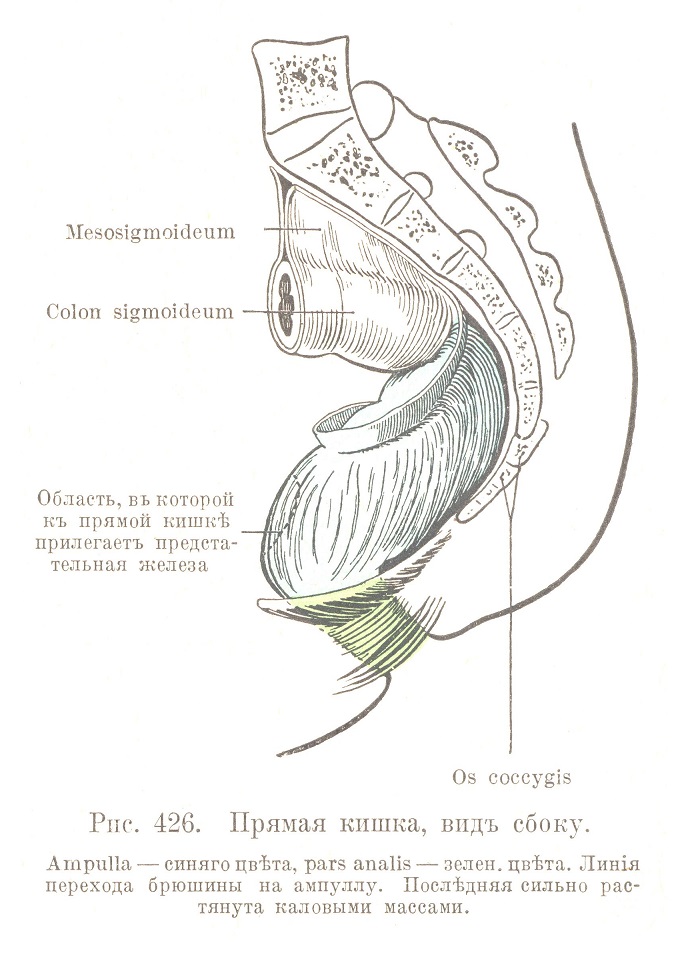 Прямая кишка (rectum)