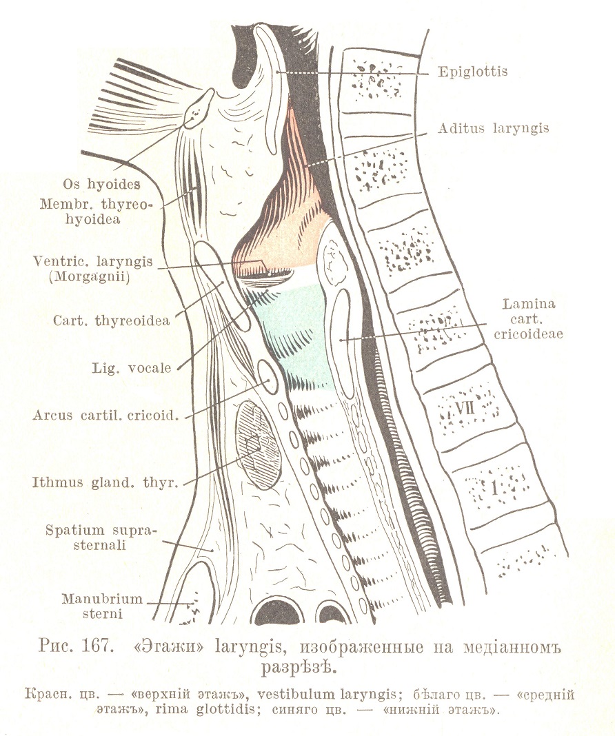 «Этажи» laryngis, изображенные на медіанномъ разрѣзѣ