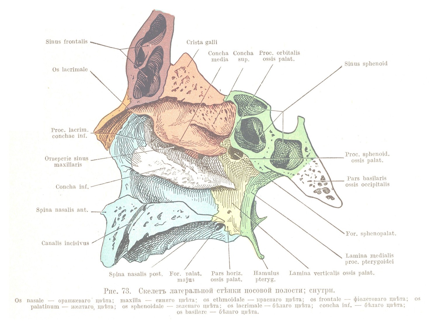 Скелетъ латеральной стѣнки носовой полости; снутри.