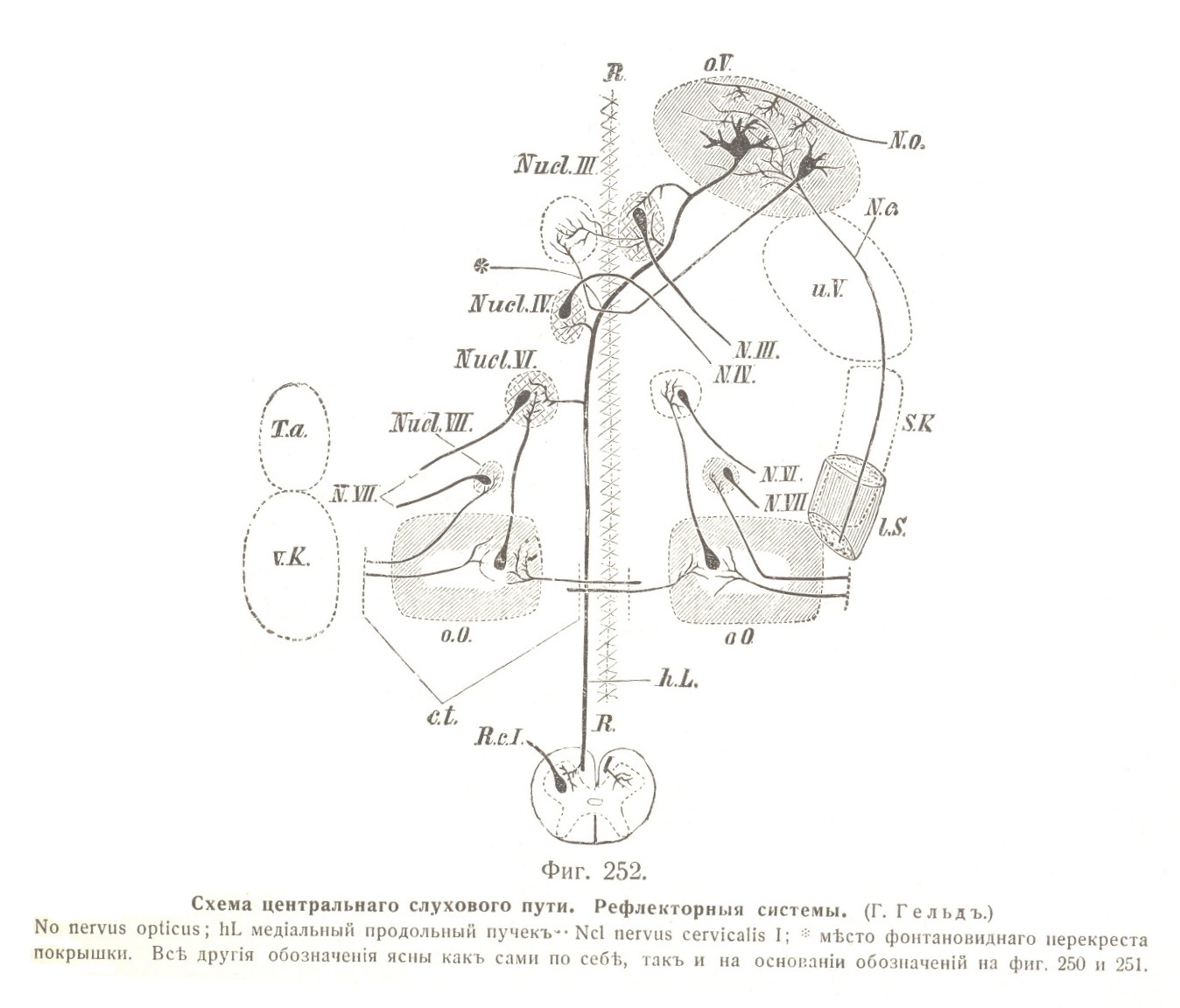 Схема центральнаго слухового пути. Рефлекторныя системы. (Г. Гельдъ.)
