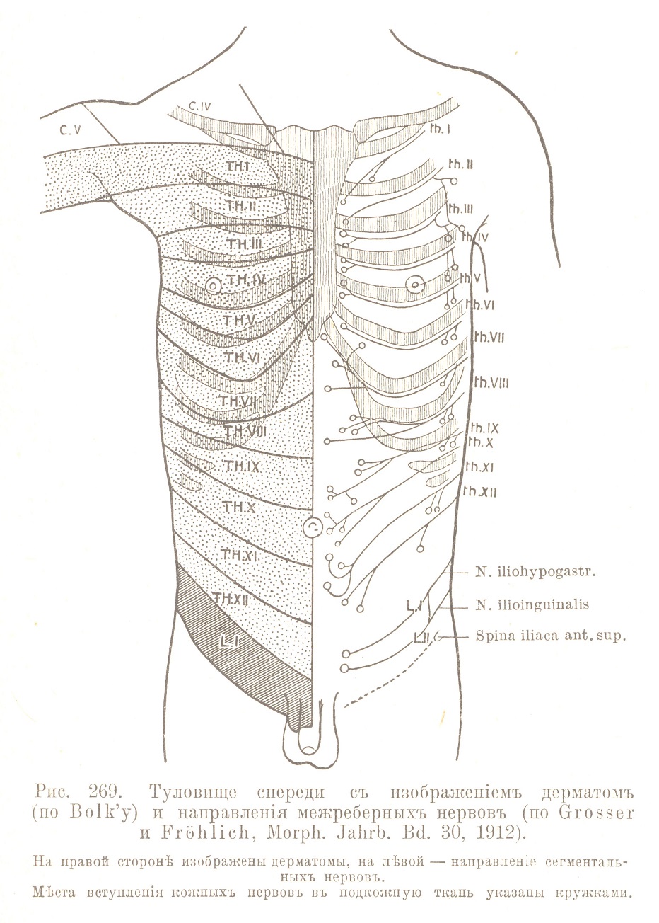 Туловище спереди съ изображеніемъ дерматомъ (по Bolk’y) и направленія межреберныхъ нервовъ (по Grosser и Frohlich, Morph. Jahrb. Bd. 30, 1912).