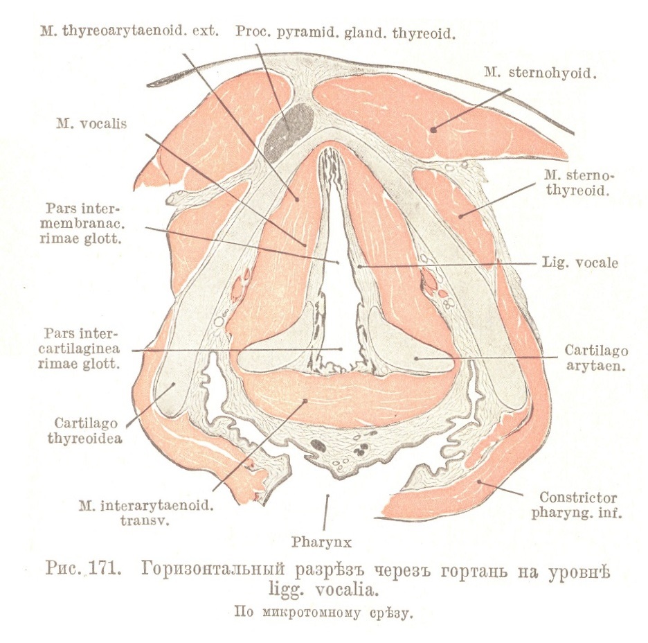 Горизонтальный разрѣзъ черезъ гортань на уровнѣ ligg. vocalia.