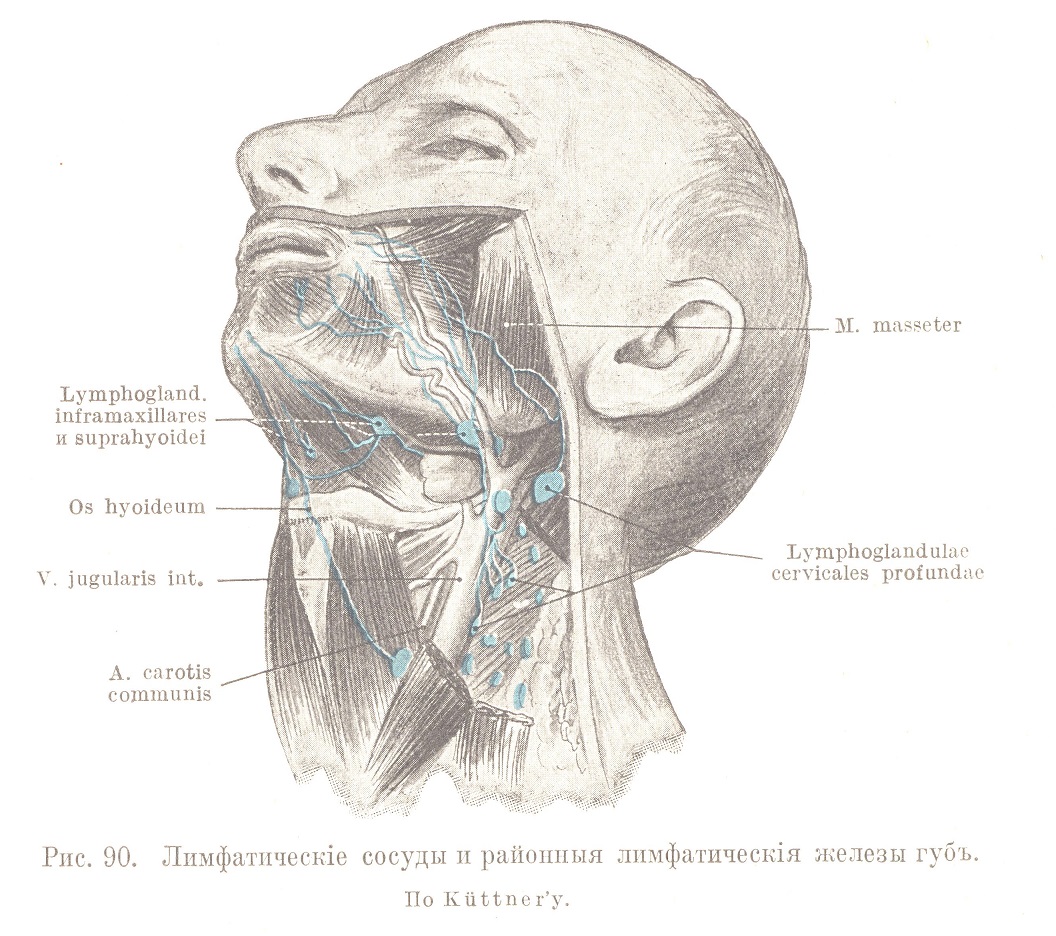 Топографія полости рта. Vestibulum oris