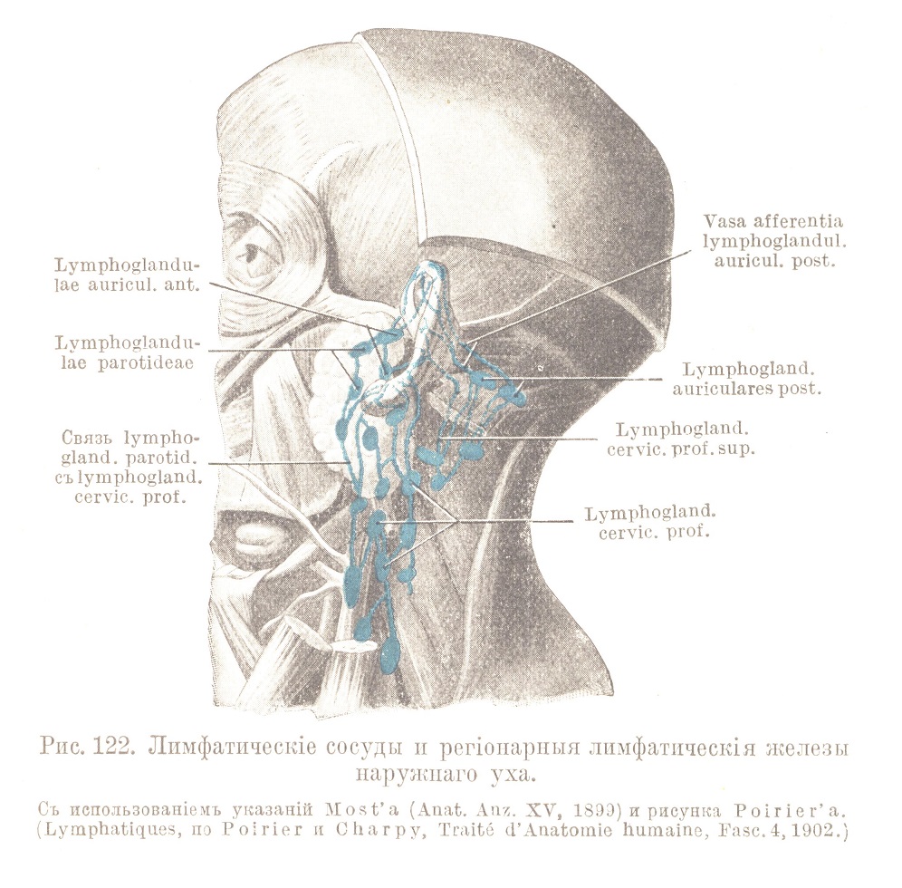 Лимфатическіе сосуды и регіонарныя лимфатическія железы наружнаго уха.