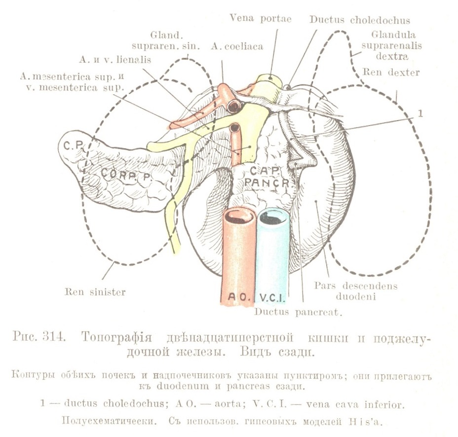 Топографія двѣнадцатиперстной кишки и поджелудочной железы. Видъ сзади.