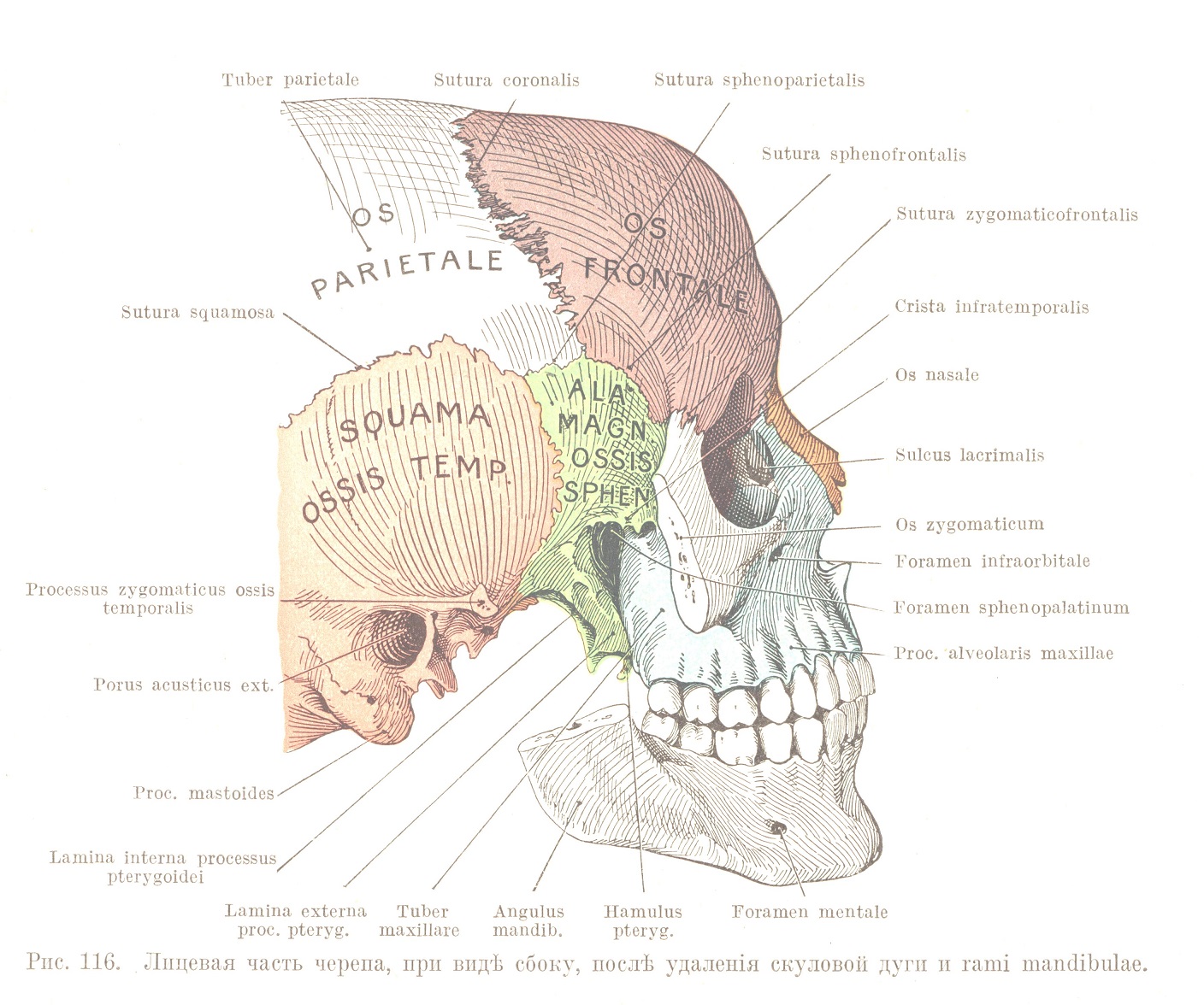 Лицевая часть черепа, при видѣ сбоку, послѣ удаленія скуловой дуги и rami mandibulae.