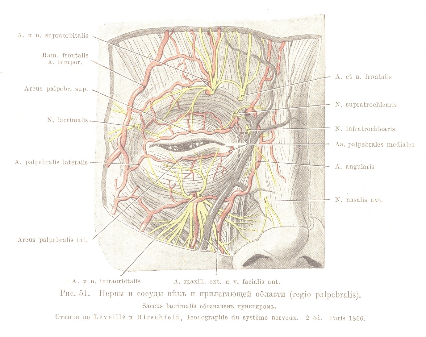 Нервы и сосуды вѣкъ и прилегающей области (regio palpebralis).