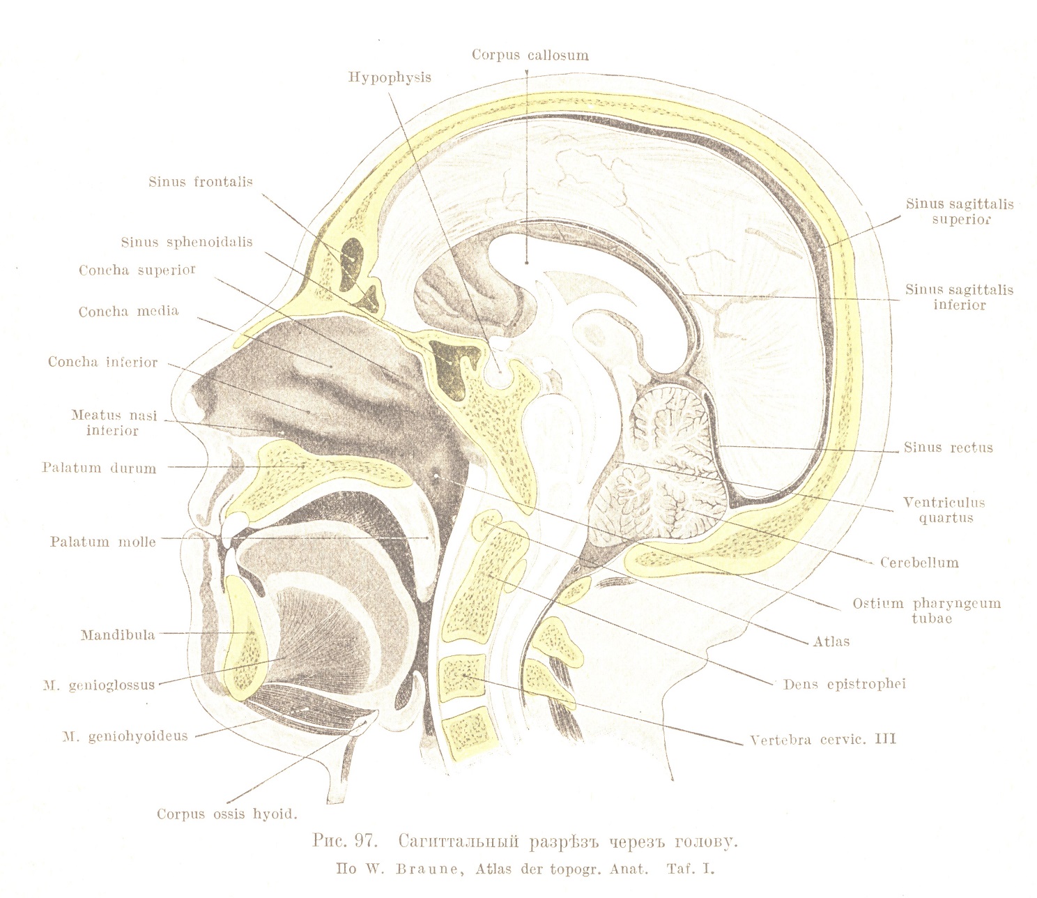 Сагиттальный разрѣзъ черезъ голову. По W. Braune, Atlas der topogr. Anat