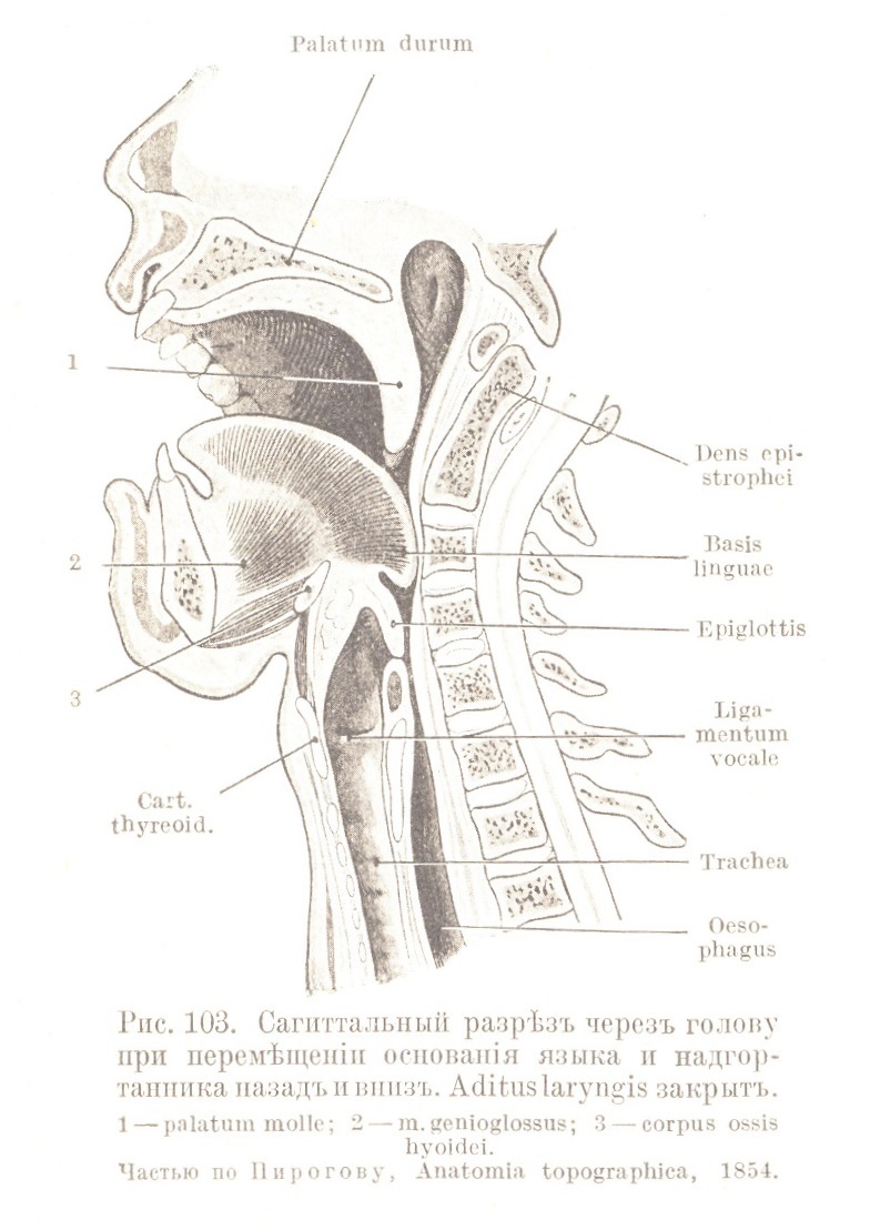 Сагиттальный разрѣзъ черезъ голову при перемѣщеніи основанія языка и надгортанника назадъ и внизъ. Aditus laryngis закрытъ