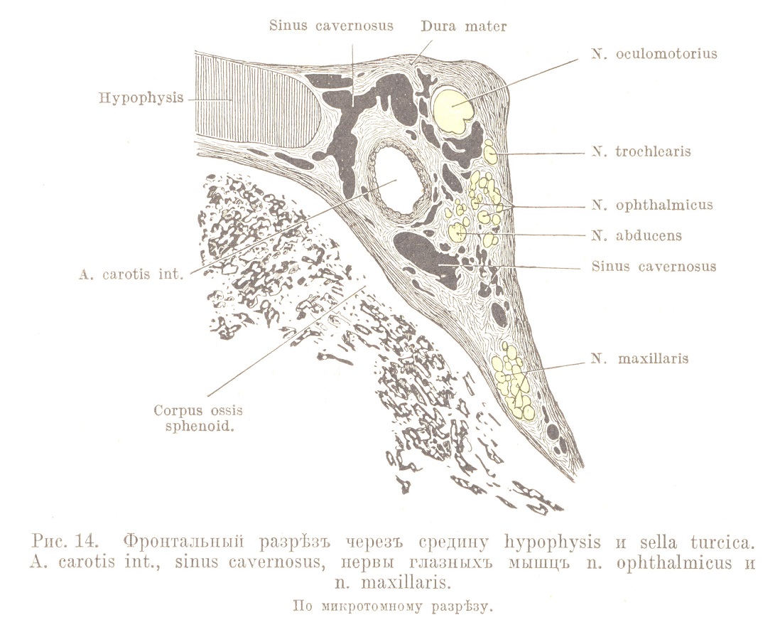 Фронтальный разрѣзъ черезъ средину hypophysis и sella turcica. А. carotis int., sinus cavernosus, нервы глазныхъ мышцъ n. ophthalmicus и n. maxillaris. По микротомному разрѣзу.