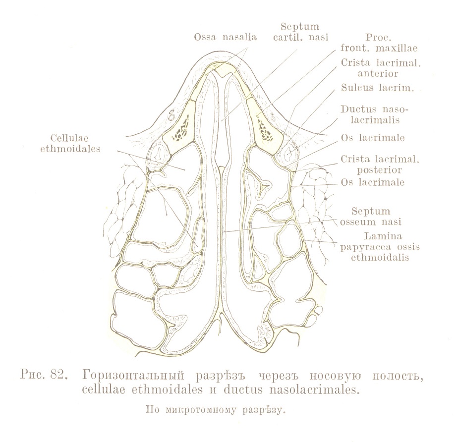 Горизонтальный разрѣзъ черезъ носовую полость, cellulae ethmoidales и ductus nasolacrimales.