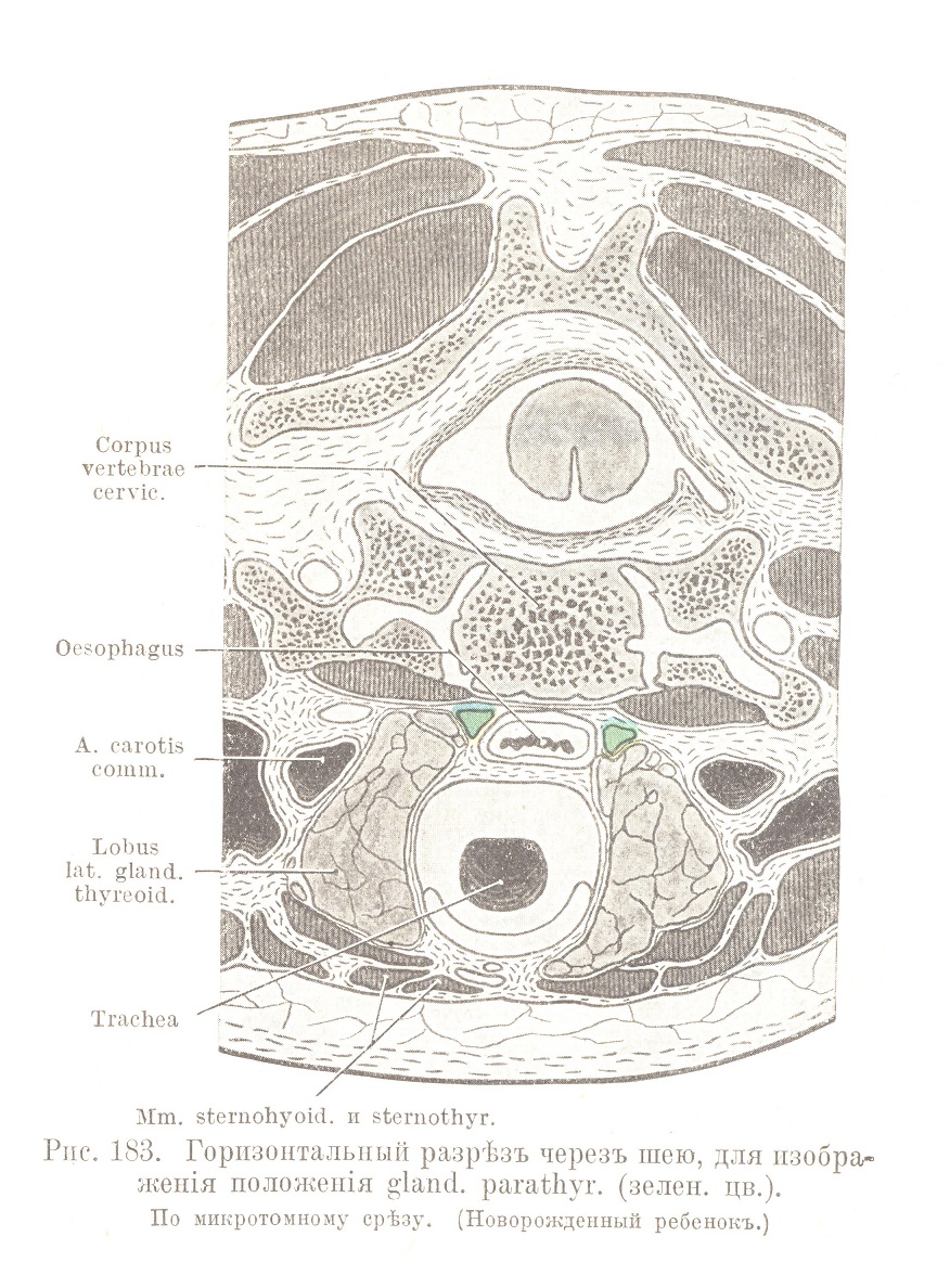 Горизонтальный разрѣзъ черезъ шею, для изображенія положенія gland, parathyr. (зелен, цв.).