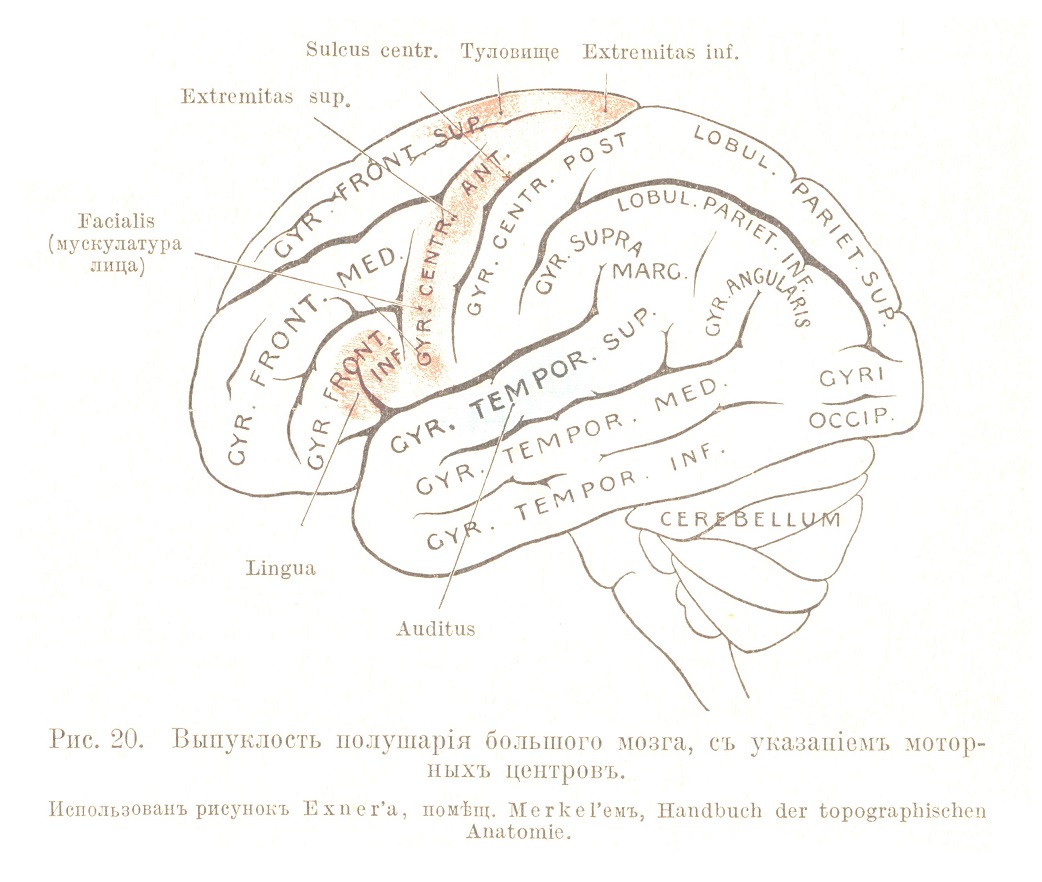 Выпуклость полушарія большого мозга, съ указаніемъ моторныхъ центровъ. Использованъ рисунокъ Ехпег’а, помѣщ. Метке Гемъ, Handbuch der topographischen Anatomie.