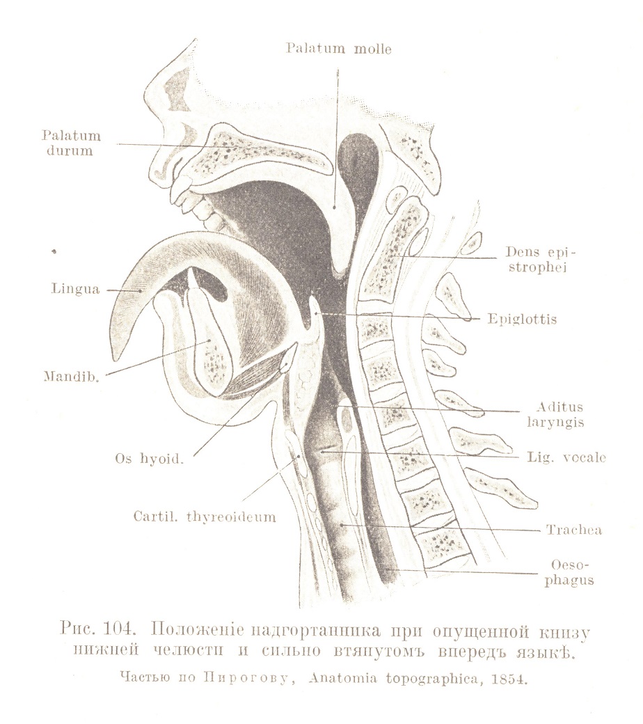 Положеніе надгортанника при опущенной книзу нижней челюсти и сильно втянутомъ впередъ языкѣ