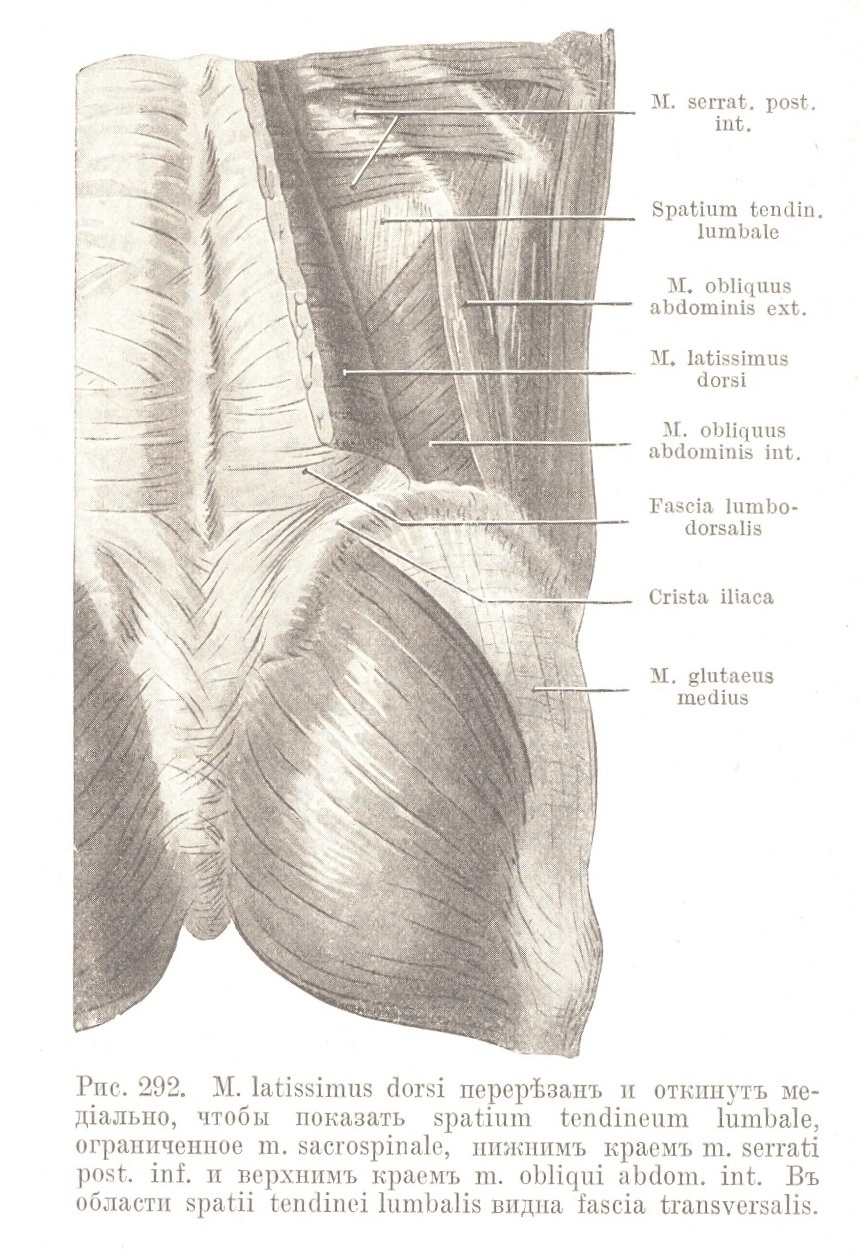 M. latissimus dorsi перерѣзанъ и откинутъ медіально, чтобы показать spatium tendineum lumbale, ограниченное m. sacrospinale, нижнимъ краемъ m. serrati post. inf. и верхнимъ краемъ m. obliqui abdom. int. Въ области spatii tendinei lumbalis видна fascia transversalis.