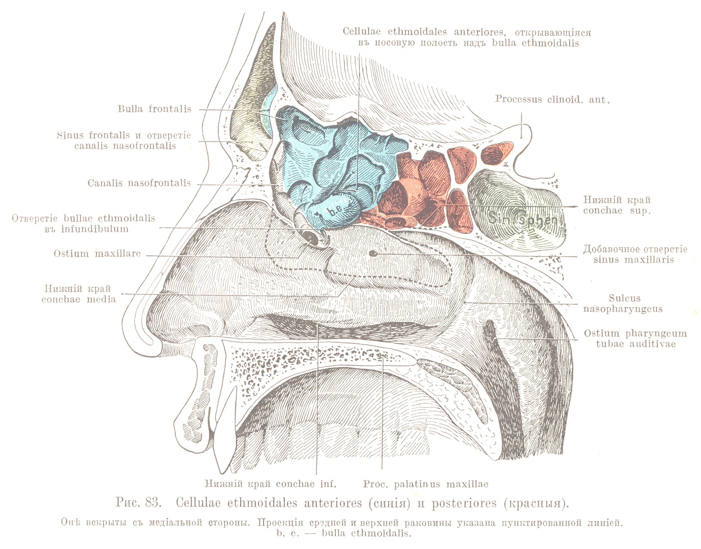 Cellulae ethmoidales anteriores (синія) и posteriores (красныя). Онѣ вскрыты съ медіальной стороны. Проекція средней и верхней раковины указана пунктированной линіей