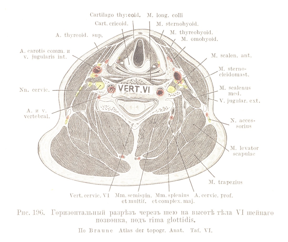 Горизонтальный разрѣзъ черезъ шею на высотѣ тѣла VI шейнаго позвонка, подъ rima glottidis. 