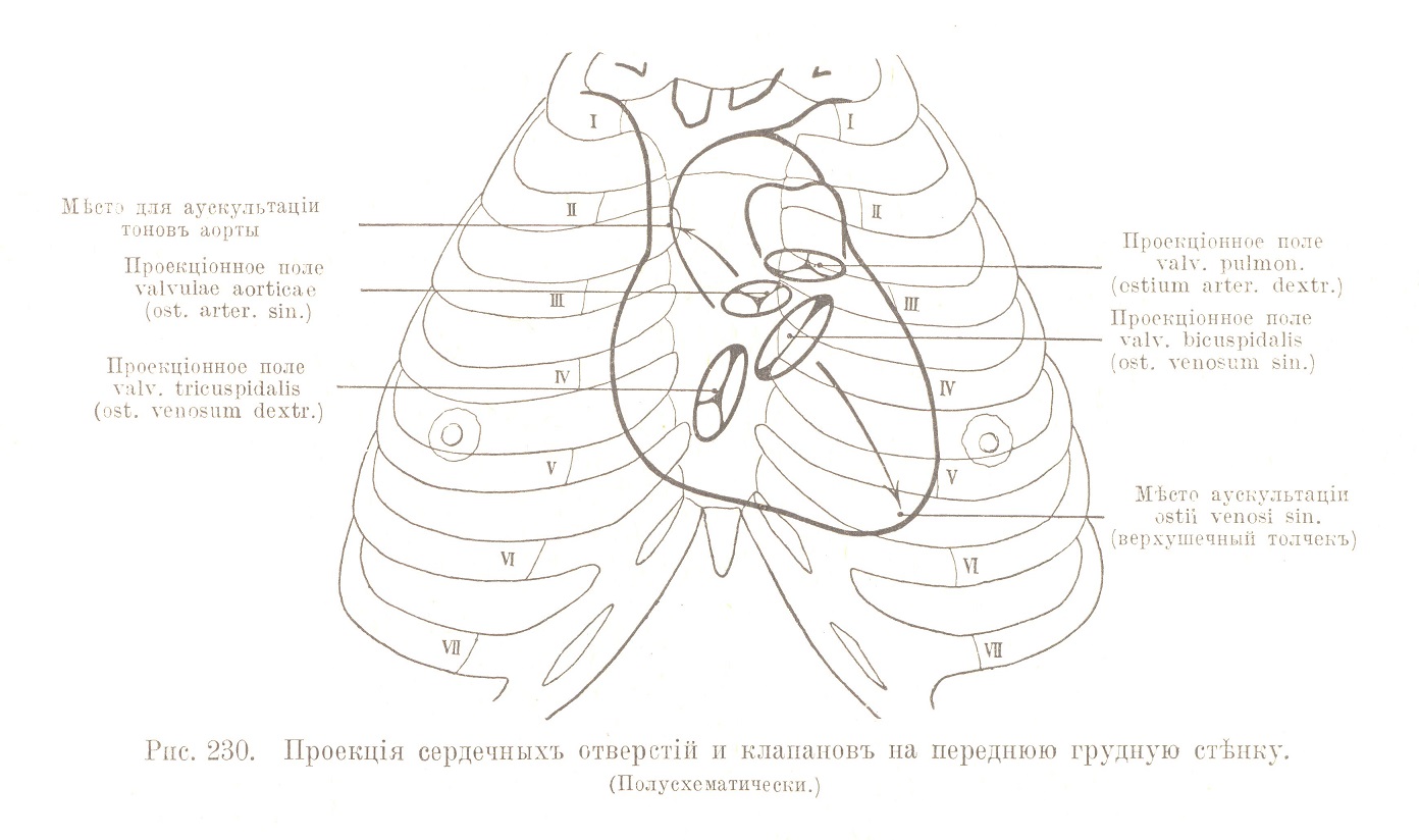 Проекція сердечныхъ отверстій и клапановъ на переднюю грудную стѣнку