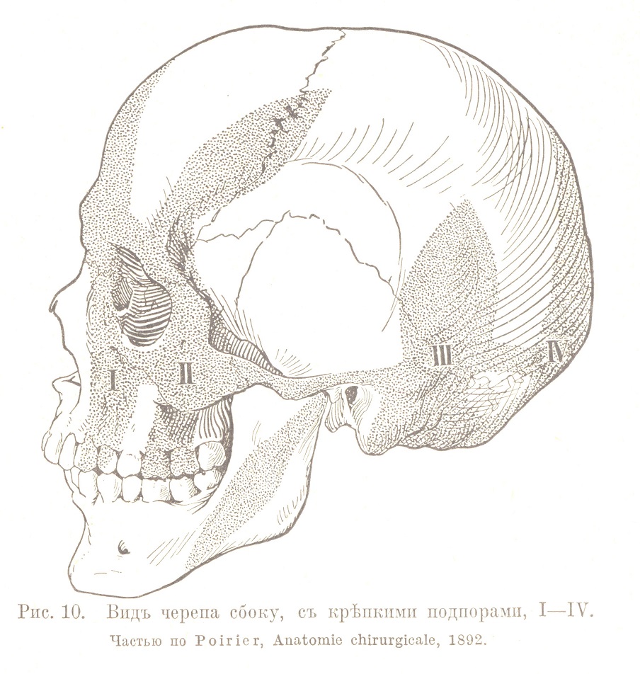 Видъ черепа сбоку, съ крѣпкими подпорами, I—IV. Частью по Poirier, Anatomie chirurgicale, 1892.