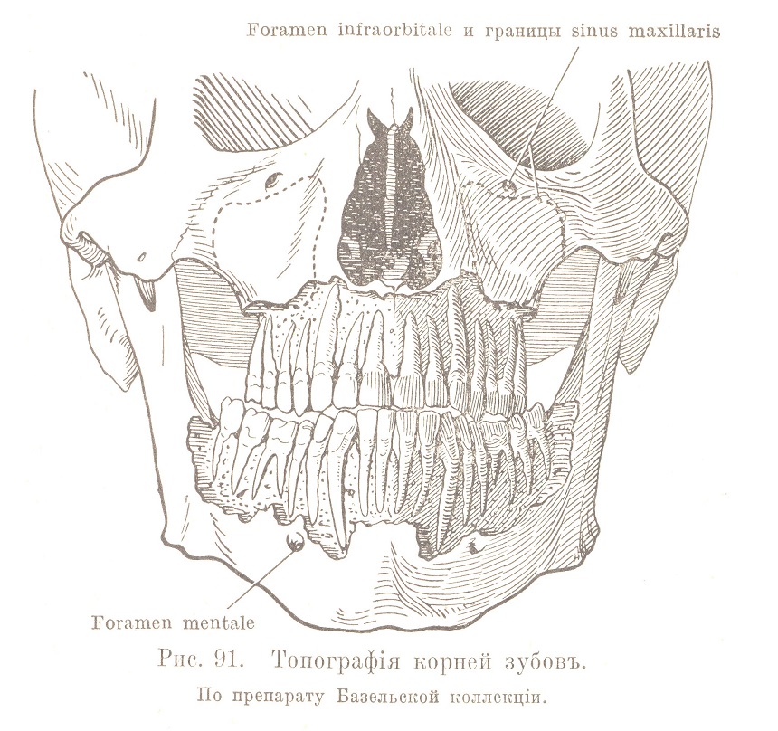 Топографія корней зубовъ
