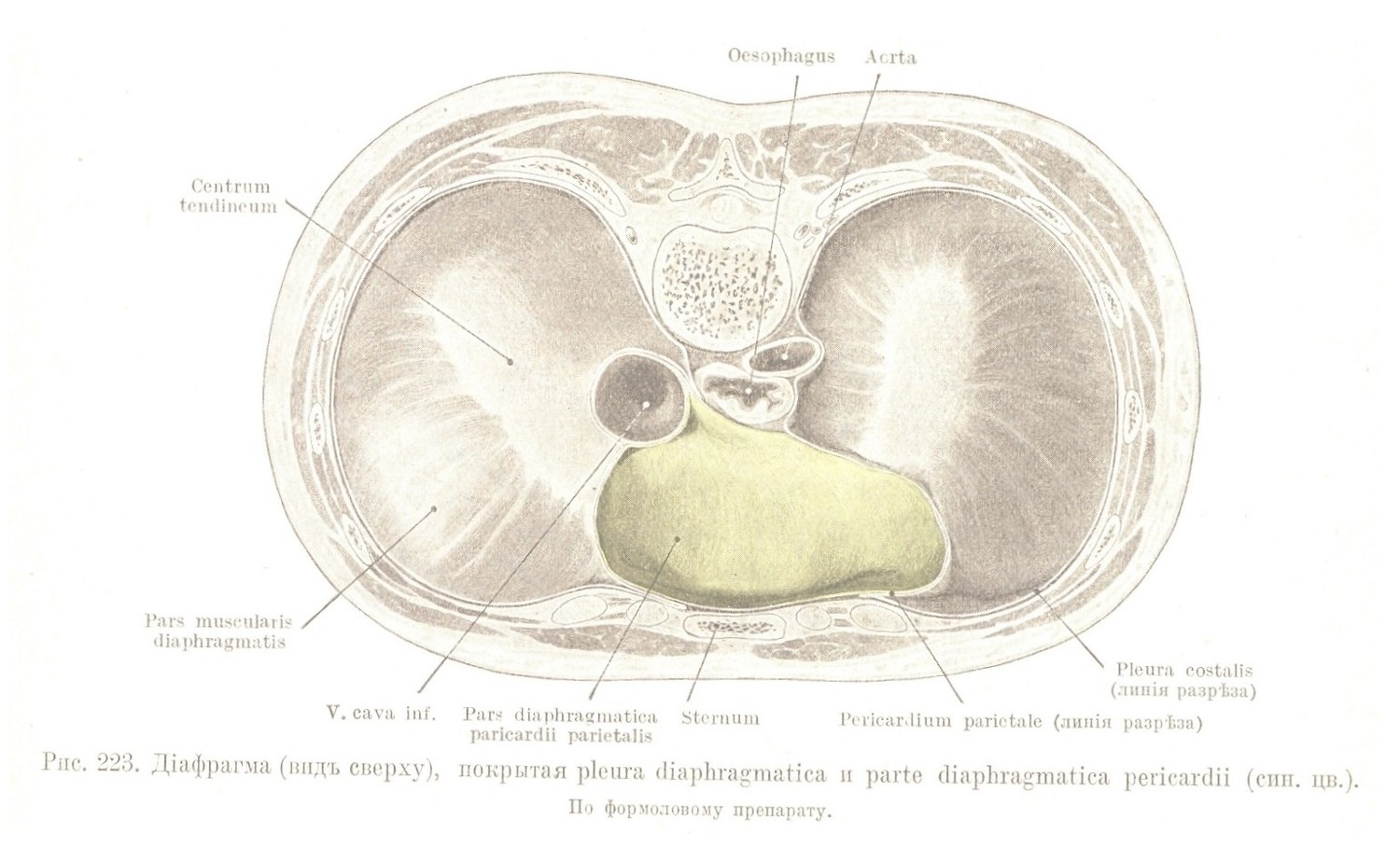 Діафрагма (видъ сверху), покрытая pleura diaphragmatica и parte diaphragmatica pericardii 