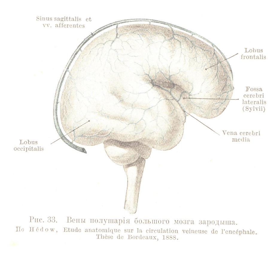 Вены полушарія большого мозга зародыша.